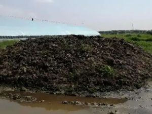 How to Make Cow Dung Charcoal Efficiently 3 Animal Feces