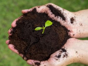 Coffee Ground Biochar