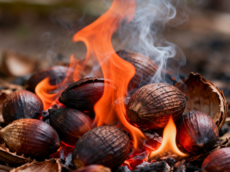 Palm Kernel Shell